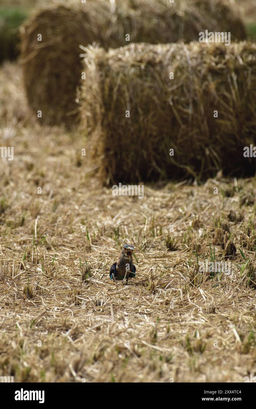 Un rullo indiano al Koonthankulam Bird Sanctuary, che mette in risalto la vibrante avifauna dei diversi habitat del subcontinente indiano. Foto Stock