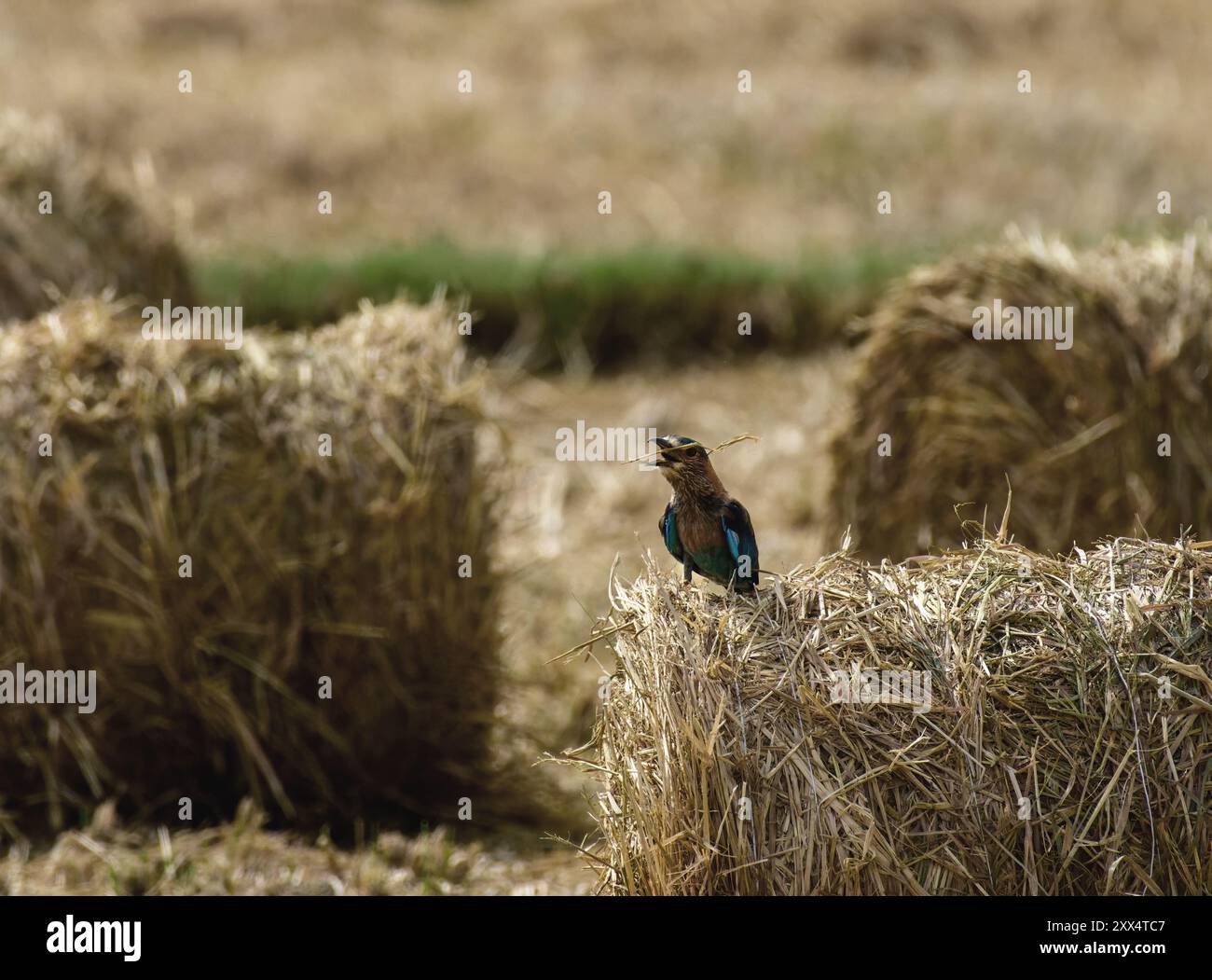 Un rullo indiano al Koonthankulam Bird Sanctuary, che mette in risalto la vibrante avifauna dei diversi habitat del subcontinente indiano. Foto Stock