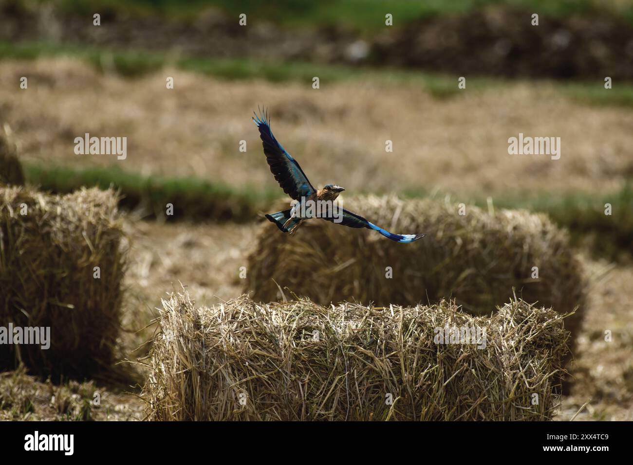 Un rullo indiano al Koonthankulam Bird Sanctuary, che mette in risalto la vibrante avifauna dei diversi habitat del subcontinente indiano. Foto Stock
