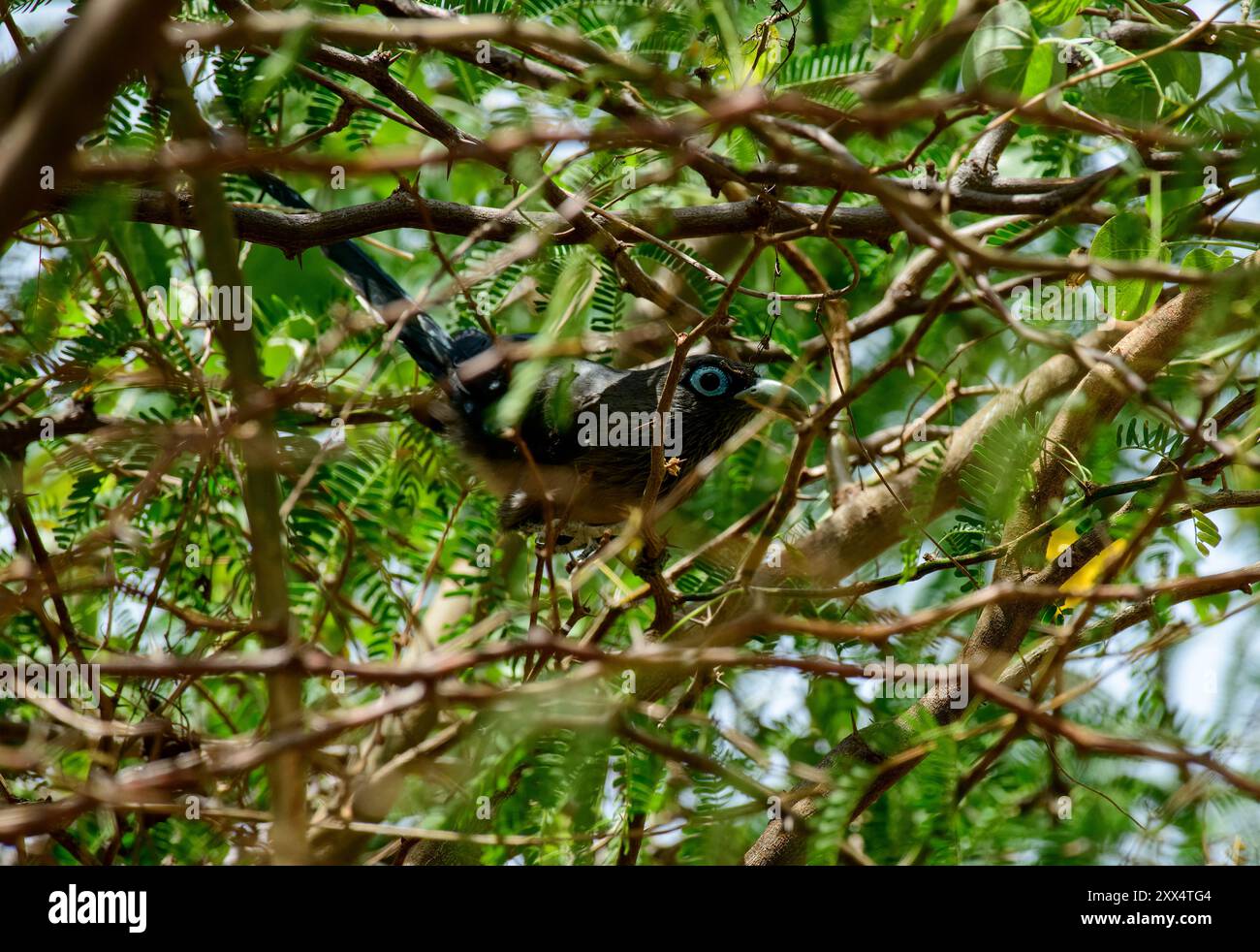 Un Malkoha di fronte blu si arrocca graziosamente nel baldacchino Woodland, che si fonde con la vegetazione lussureggiante. Foto Stock