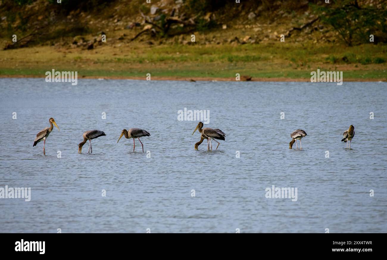 Un grande stormo di cicogne dipinte che si gusta e si nutre al Koonthankulam Bird Sanctuary, un habitat vitale per l'avifauna nel subcontinente indiano. Foto Stock