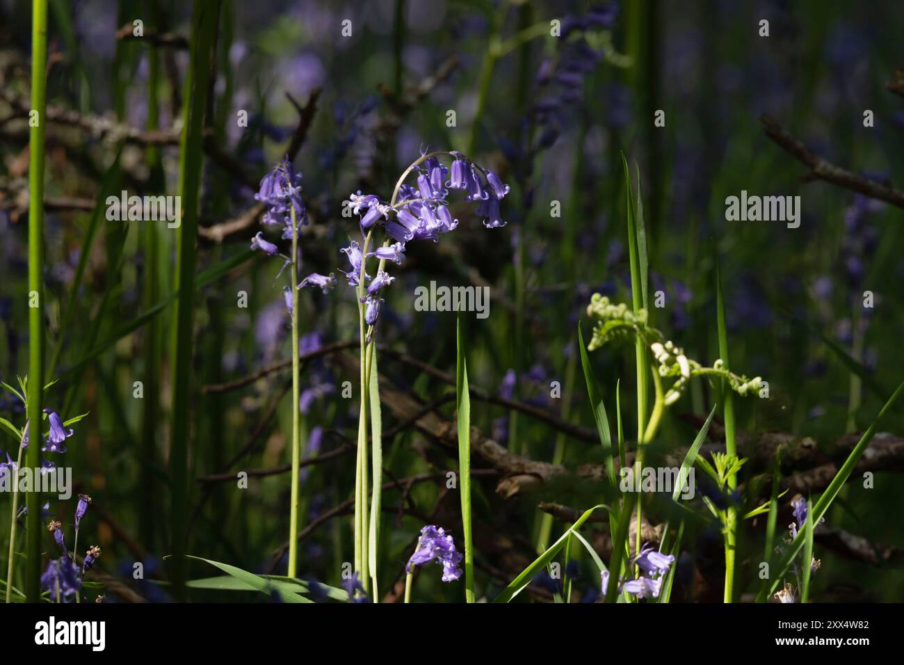 La luce del sole sulle campane native (Hyacinthoides non-scripta) cresce nel bosco Foto Stock