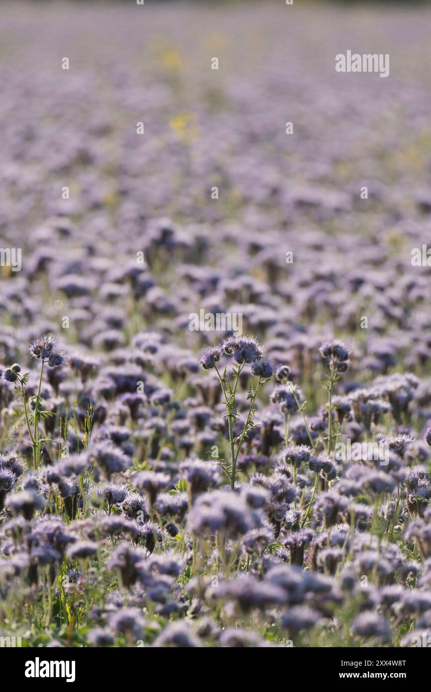 Un campo di Facelia blu di lavanda (Phacelia Tanacetifolia), noto anche come Fiddleneck, coltivato come letame verde e per sopprimere le erbacce Foto Stock