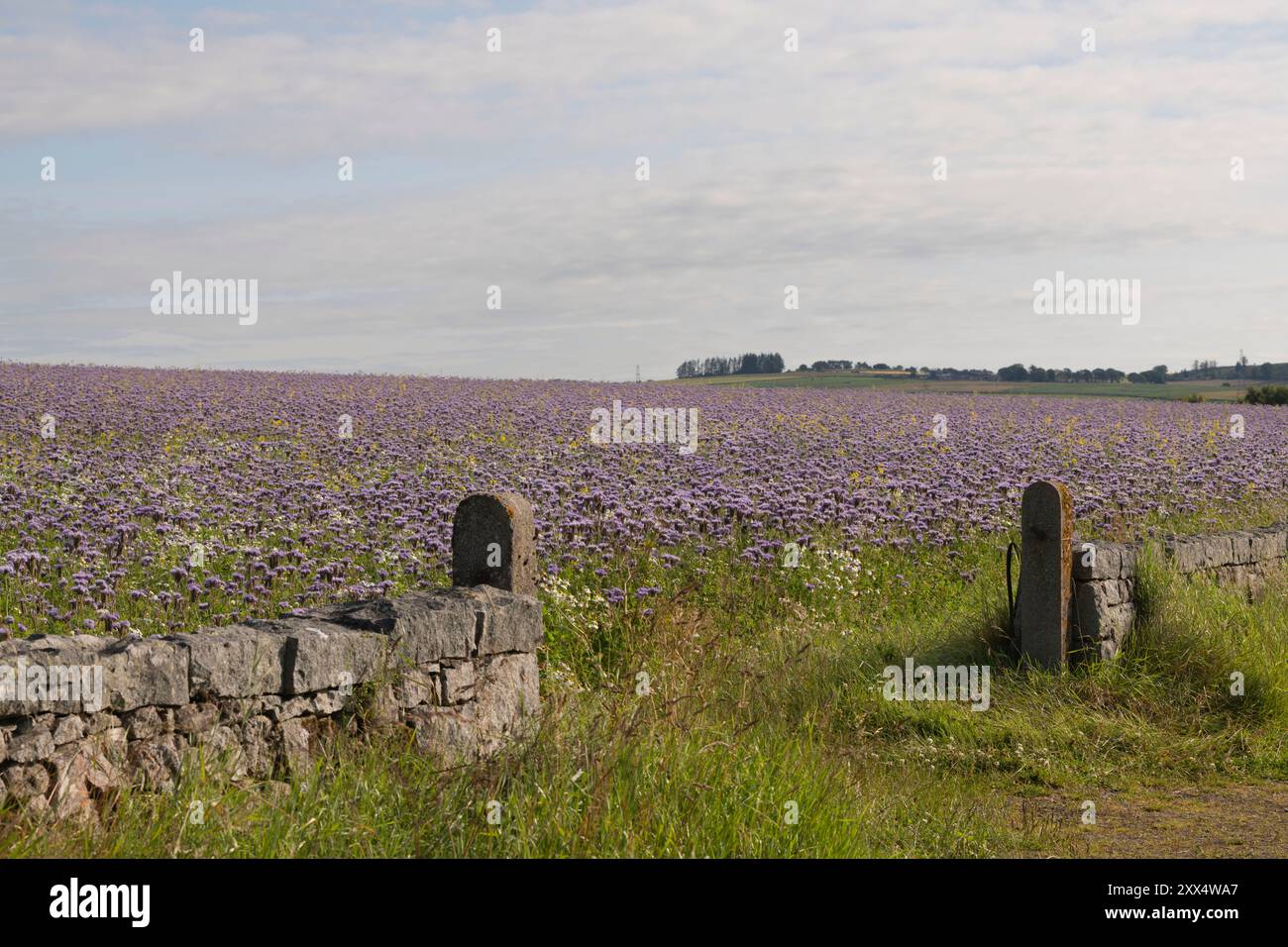 Un varco attraverso un muro di pietra che conduce a un campo di Facelia Blu di lavanda (Phacelia Tanacetifolia) e vari fiori selvatici Foto Stock