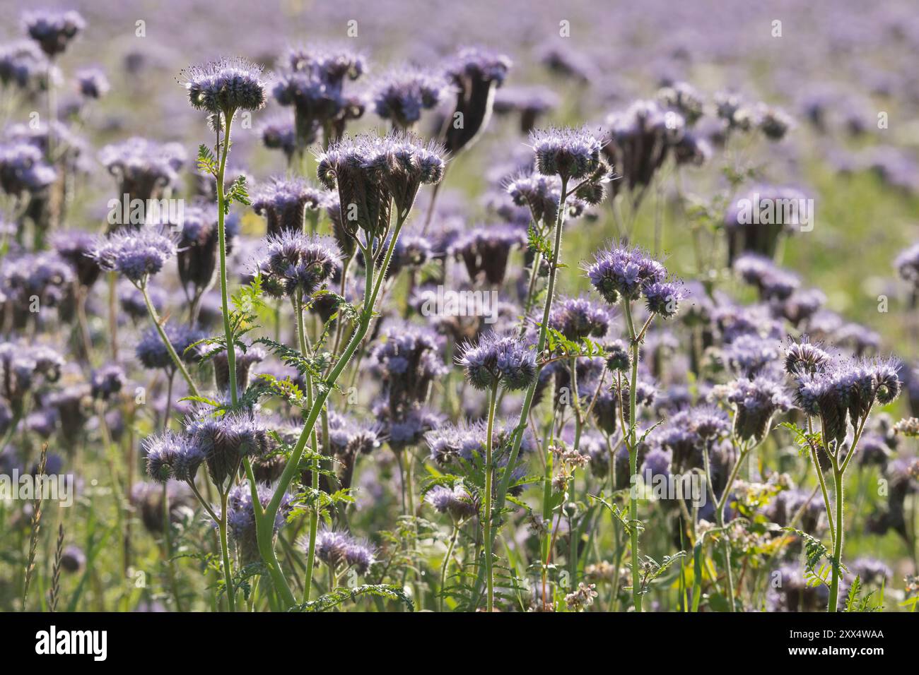 Un campo di Lacy Phacelia (Phacelia Tanacetifolia), piantato come letame verde e soppressore di erbacce Foto Stock