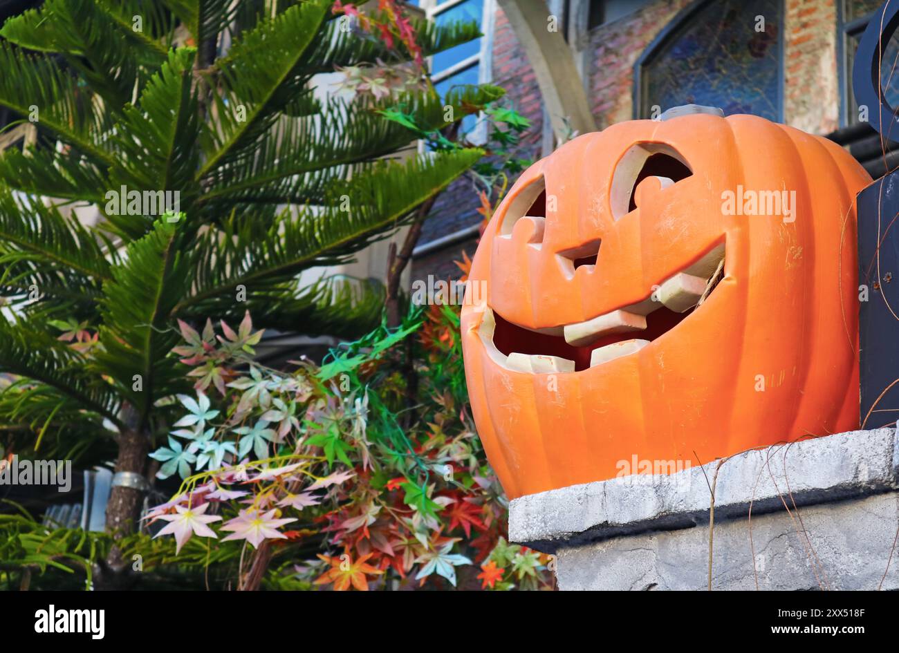 Primo piano di Halloween Jack o Lantern Pumpkin in the Garden Foto Stock