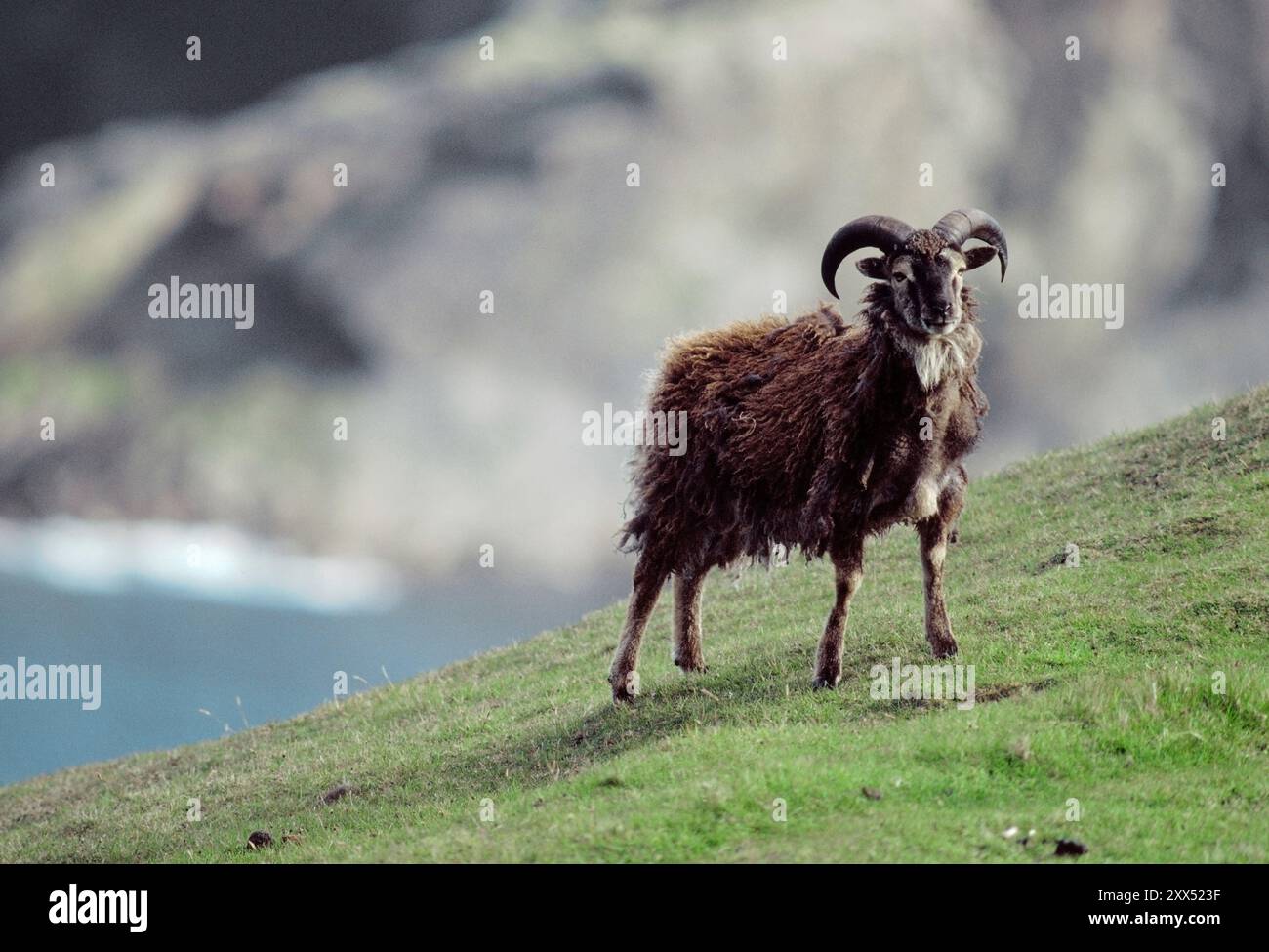 Soay Sheep (Ovis aries) fotografata sull'isola di Hirta, nel sito patrimonio dell'umanità di St Kilda, Scozia, giugno 1986 Foto Stock