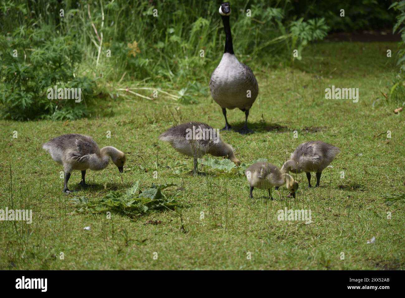 4 goslings di oche del Canada (branta canadensis) che si nutrono di erba corta in una Sunny Nature Reserve, con genitore onlooking sullo sfondo, nel Regno Unito Foto Stock