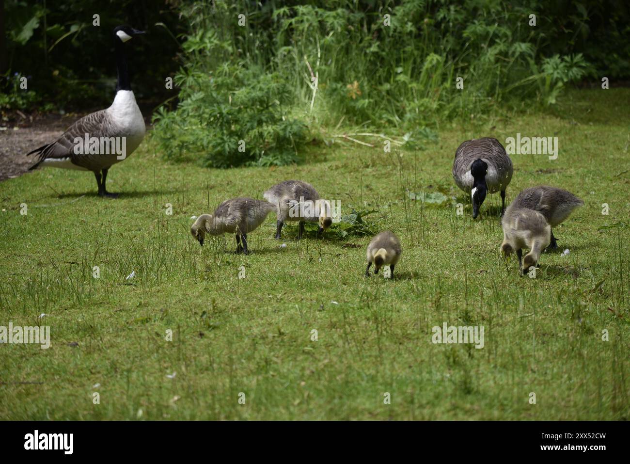 Oche della famiglia canadese (Branta canadensis) con cinque Goslings e un genitore che si nutrono di erba corta con un altro genitore in background, catturate nel Regno Unito Foto Stock