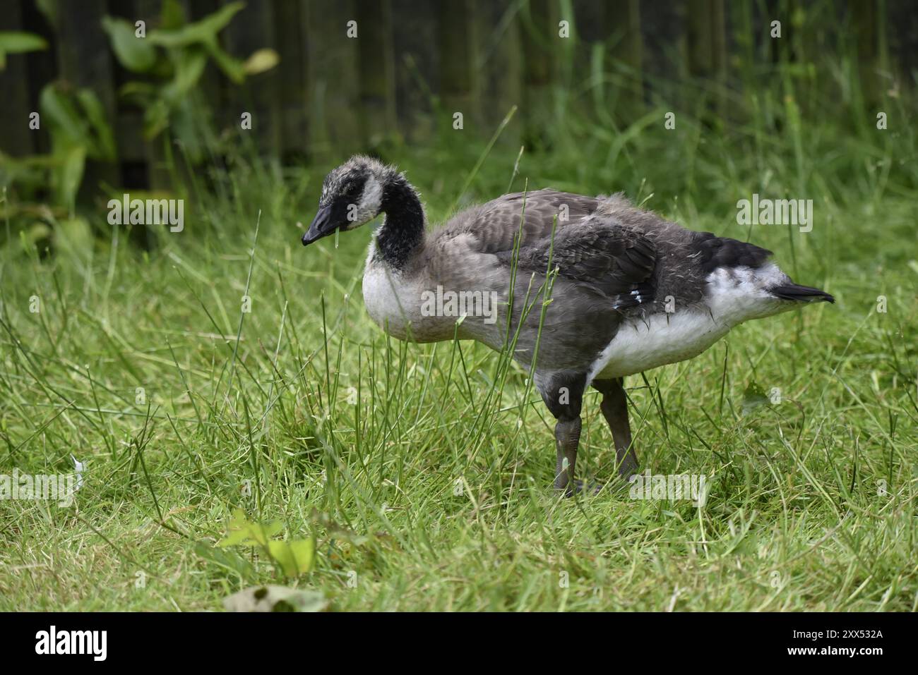 Immagine in primo piano di un'oca canadese giovanile (Branta canadensis) in piedi a destra di immagine, occhio sinistro sulla telecamera, scattata in un parco in Inghilterra, Regno Unito a giugno Foto Stock