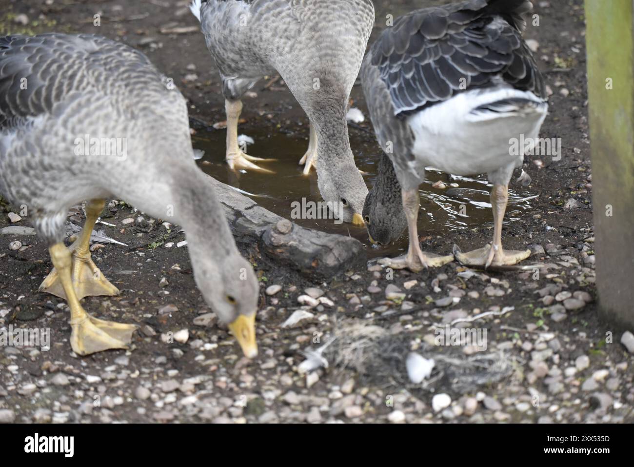 Immagine ravvicinata di 3 oche Greylag (Anser anser) che bevono in acque poco profonde, scattate in una riserva naturale nello Staffordshire, Inghilterra, Regno Unito a giugno Foto Stock