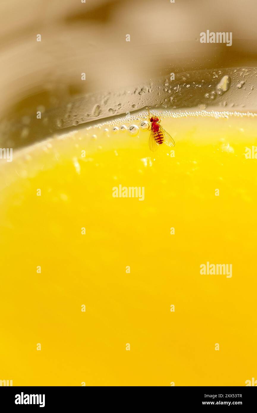 Drosophila melanogaster in un bicchiere di succo d'arancia. Immagine adatta per biologia, genetica e argomenti alimentari. Foto Stock