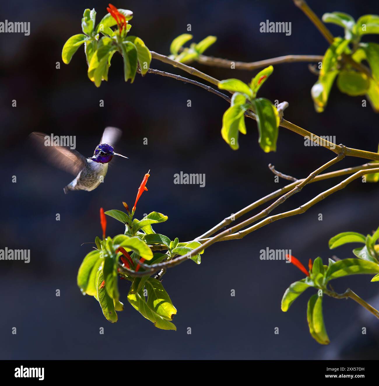Un colibrì vola su un petalo di fiori d'arancia alla ricerca di un nettare da un giardino di Las Vegas, Nevada. Foto Stock
