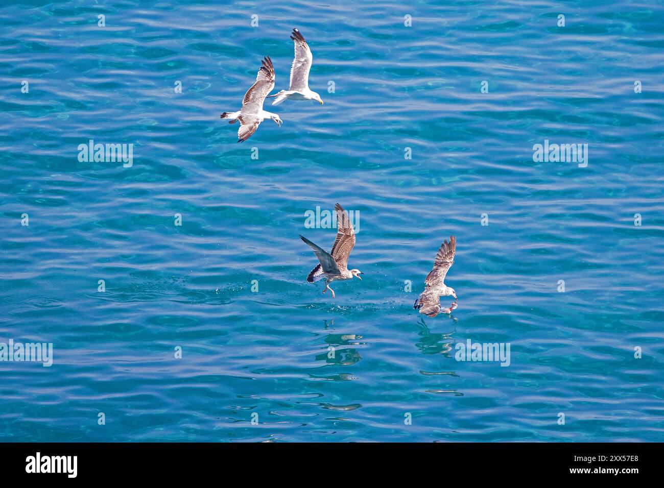 guarda dall'alto i quattro gabbiani con le gambe gialle mentre combatti su un pesce con sfondo blu sfocato Foto Stock