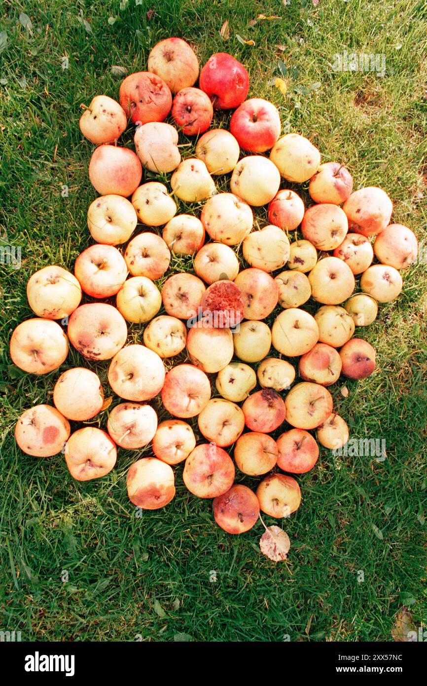 Mele marce troppo tardi per la raccolta. Foto Stock