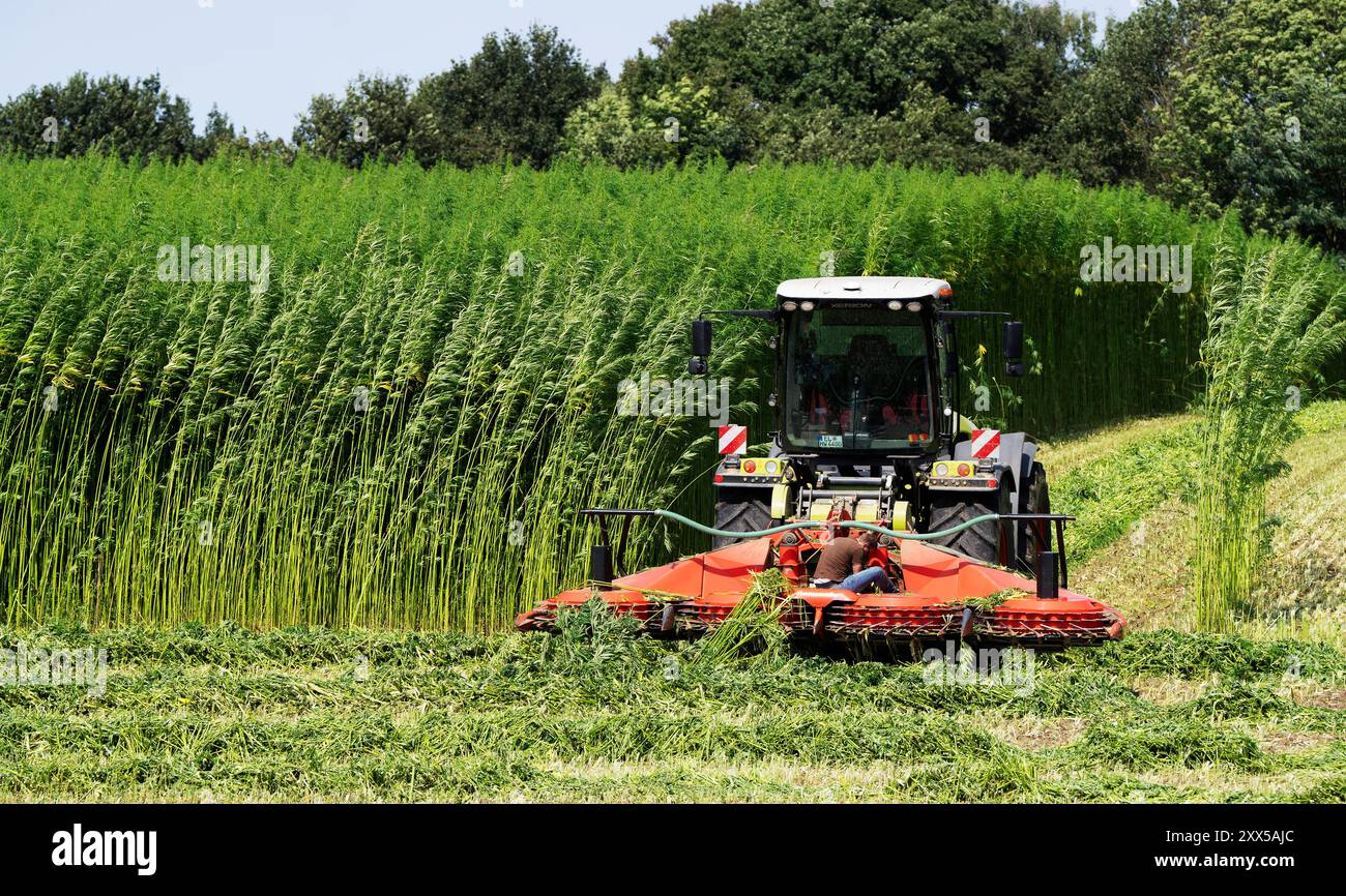 Nutzhanf Ernte am Niederrhein Cannabis-Ernte am Niederrhein: MIT einem speziellen Anbaugerät der firma Wittrock wird Die Sorte Cannabis sativa mit dem Claas Xerion 4000 Traktor geerntet. Cannabis sativa ist eine reine Nutzpflanze und nicht für den Konsum geeignet. Nutzhanf bietet ideale Eigenschaften für den ökologischen Landbau. Krefeld Egelsberg Deutschland Nordrhein-Westfalen / NRW *** raccolta di Cannabis sul basso Reno raccolta di Cannabis sul basso Reno la varietà Cannabis sativa viene raccolta con un coltivatore speciale di Wittrock utilizzando il trattore Claas Xerion 4000 Cannabis sati Foto Stock