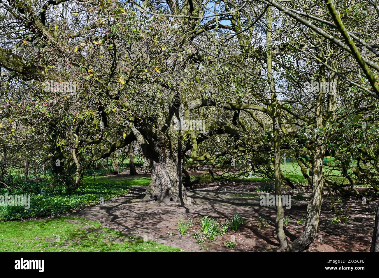 Vecchio grande albero con un tronco molto grande, maestoso e gigantesco e lunghi rami ricurvi. Un albero commemorativo secolare. Affascinante Foto Stock