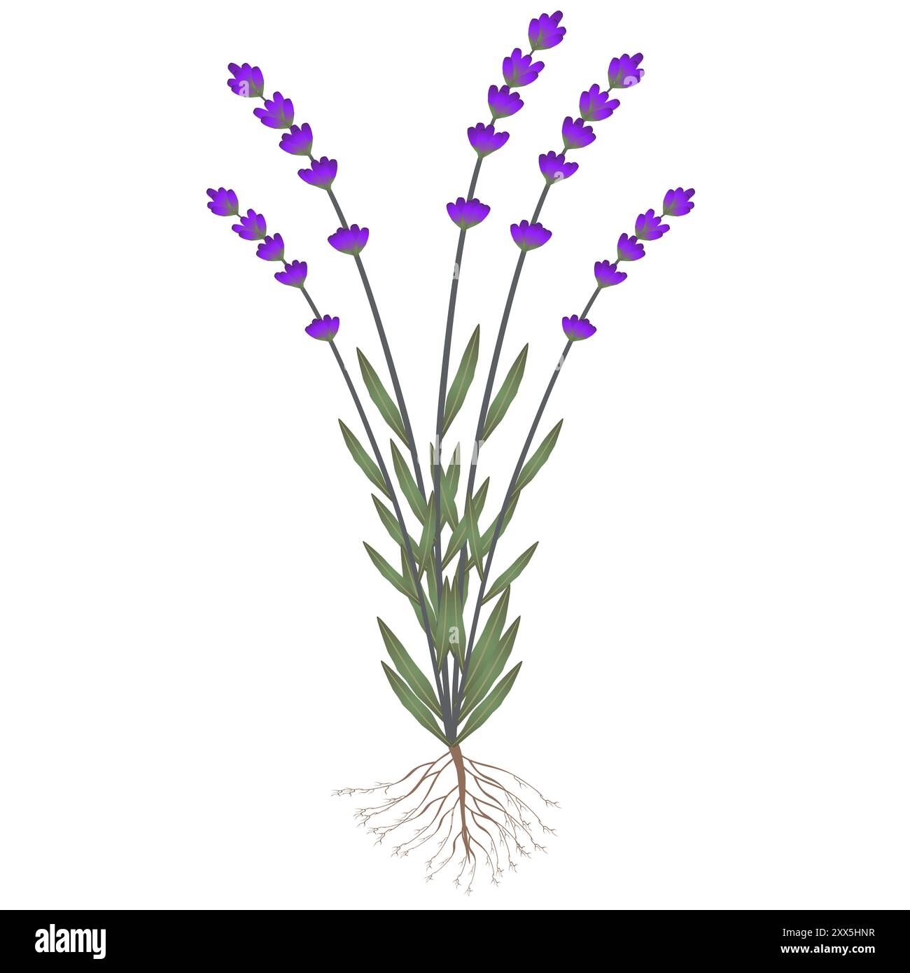 Pianta di lavanda con radici su sfondo bianco. Illustrazione Vettoriale