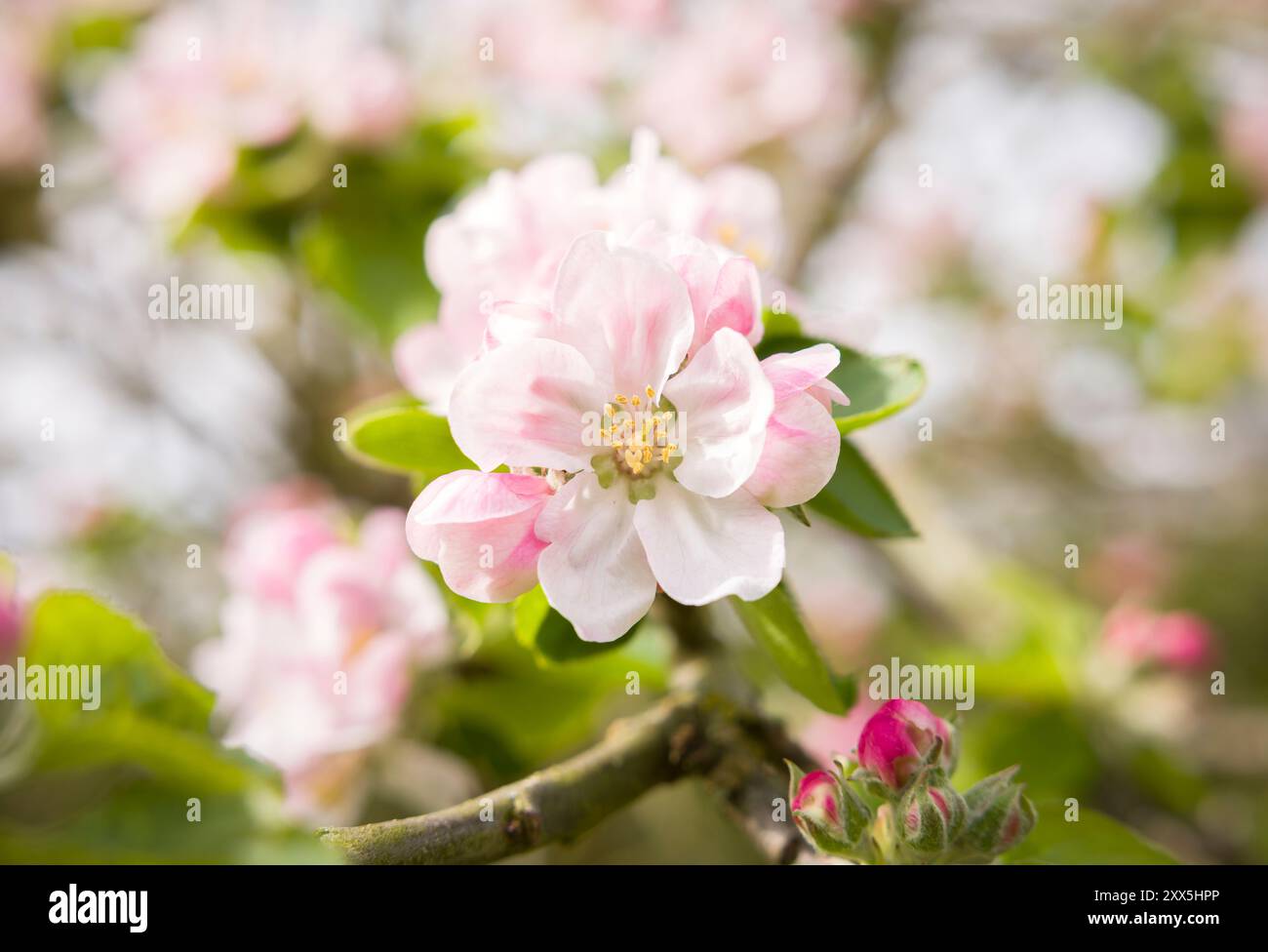 Dettaglio della fioritura di mele rosa e bianche su un albero di mele che fiorisce in primavera in un giardino del Regno Unito Foto Stock