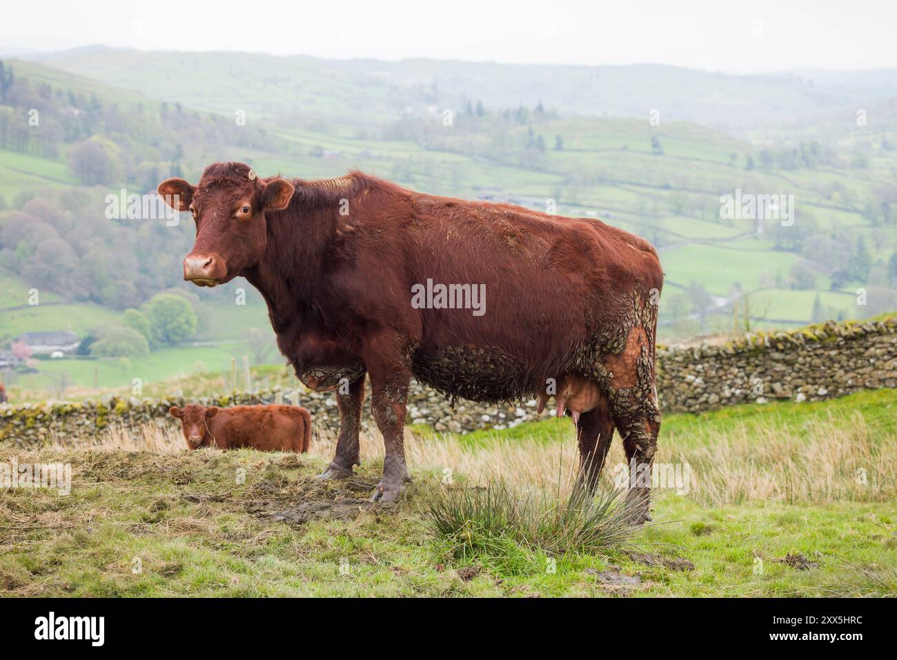 Luing Cattle, ritratto di una mucca Luing in un campo nel Lake District, Cumbria, Regno Unito Foto Stock