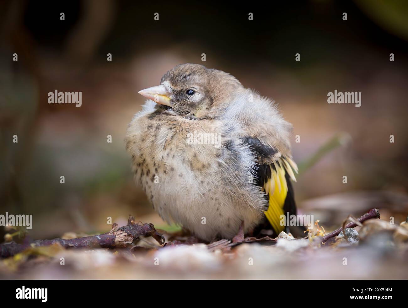 European Goldfinch (Carduelis carduelis) uccello nascente sul terreno in un giardino in estate, Regno Unito Foto Stock