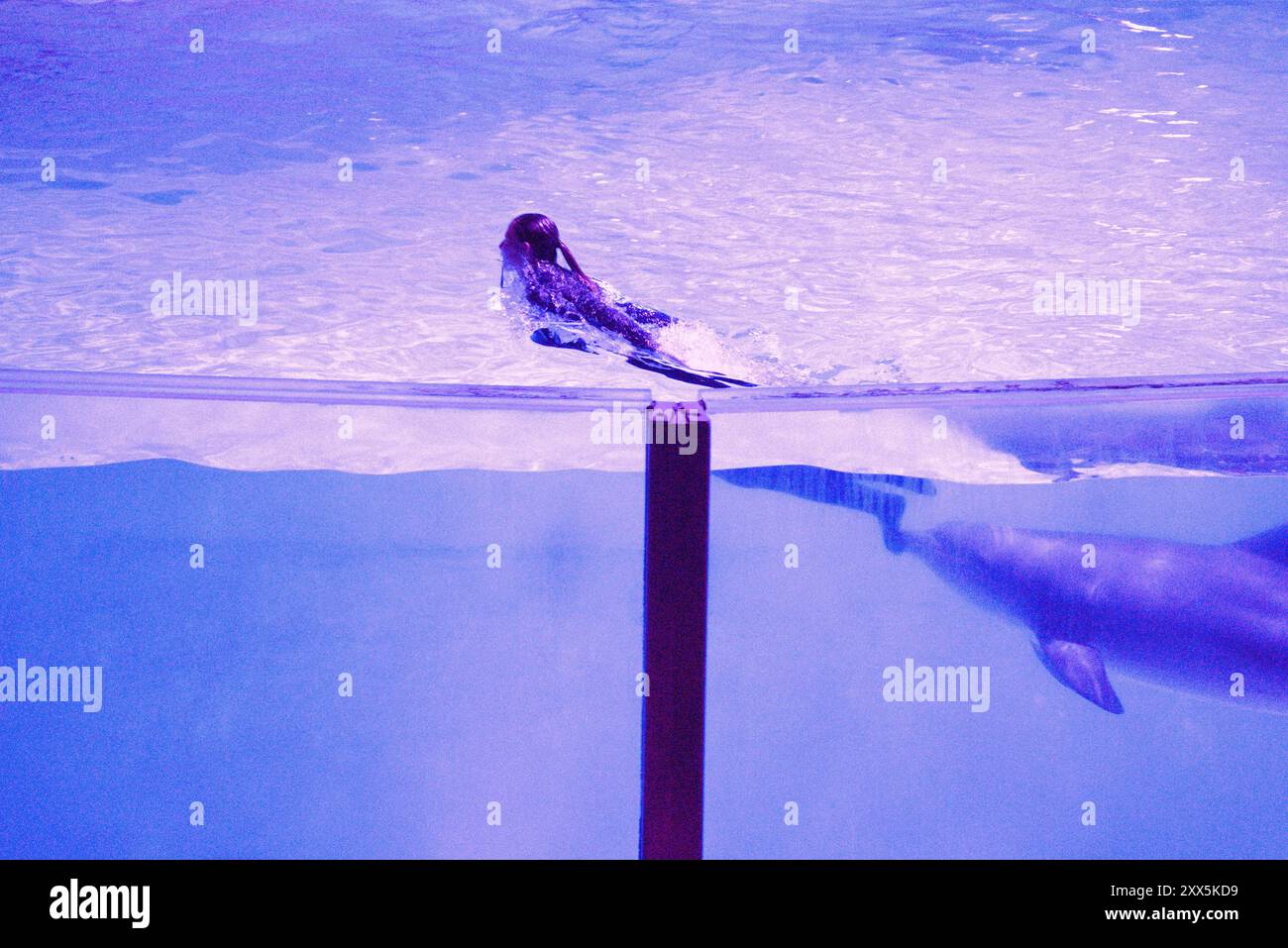 Armonia subacquea: Ipnotico Stunt del Dolphin Trainer Foto Stock