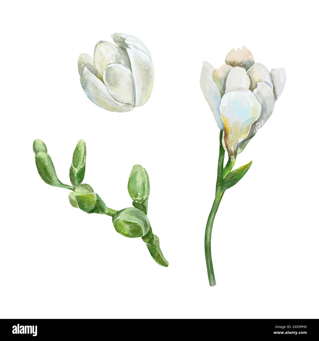 Acquerello floreale di Freesia. Gemme bianche e verdi, set. Illustrazione vettoriale disegnata a mano. Per la progettazione di biglietti d'auguri, inviti di nozze, grandi intrattenimenti Illustrazione Vettoriale