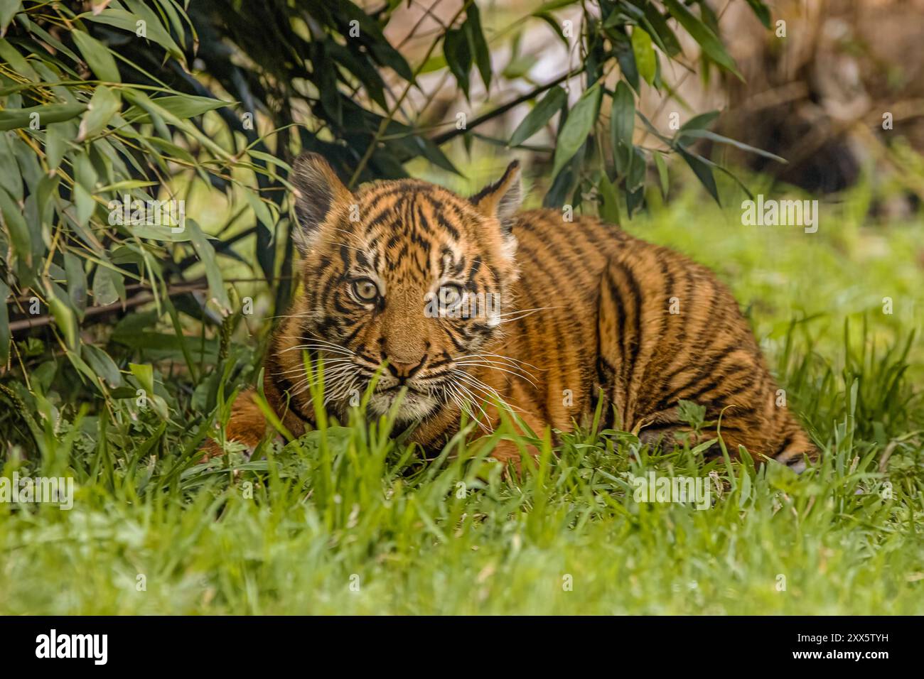 Cucciolo di tigre di Sumatran Foto Stock