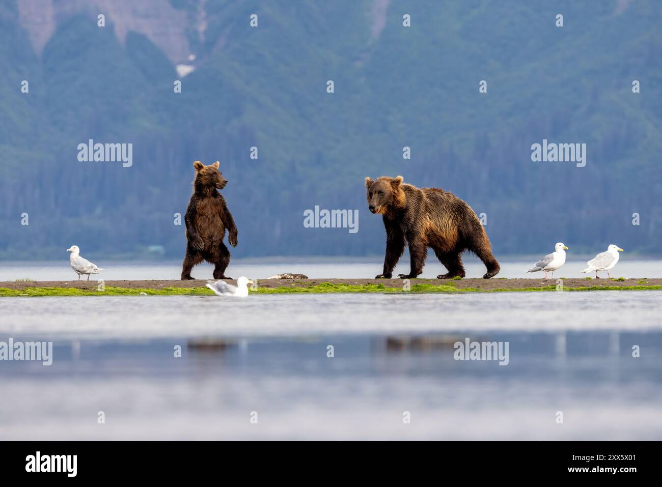 Madre e simpatica cucciolina in piedi Coastal Brown Bears - Brown Bear Bay, Chinitna Bay, vicino al Lake Clark National Park and Preserve, Alaska Foto Stock