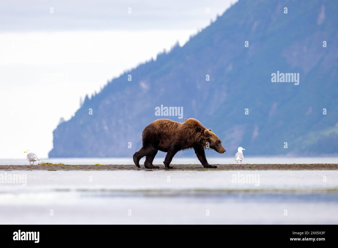 Coastal Brown Bear - Brown Bear Bay, Chinitna Bay, vicino al Lake Clark National Park and Preserve, Alaska Foto Stock