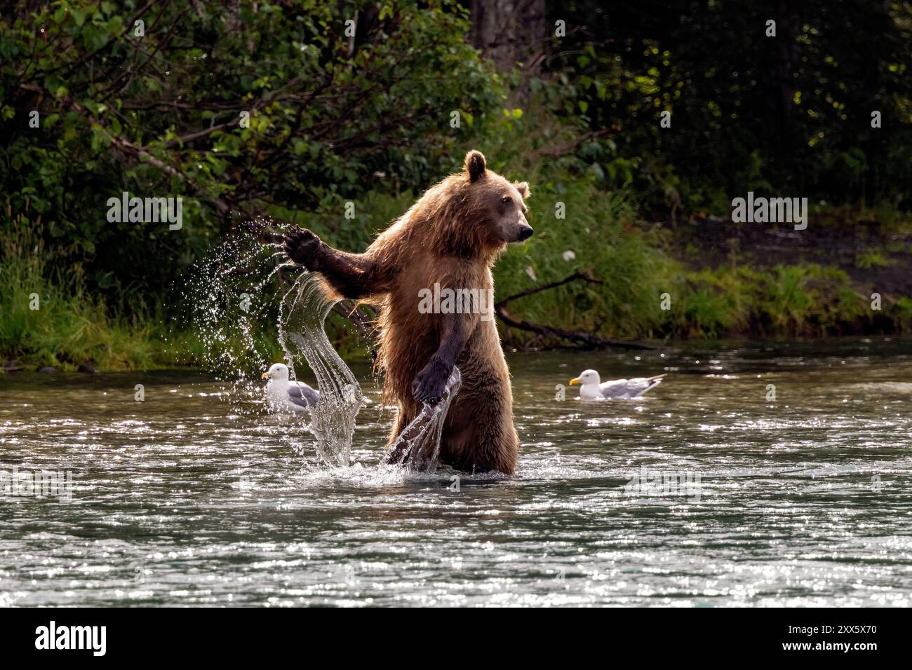 Pesca costiera dell'orso bruno nel fiume Kenai sulla penisola di Kenai nell'Alaska centro-meridionale. Foto Stock