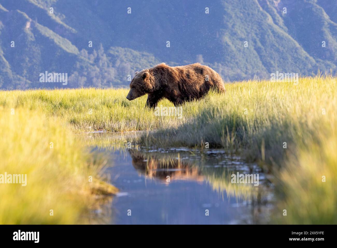 Passeggiate nel prato costiero dell'orso bruno - Brown Bear Bay, Chinitna Bay, vicino al Lake Clark National Park and Preserve, Alaska Foto Stock