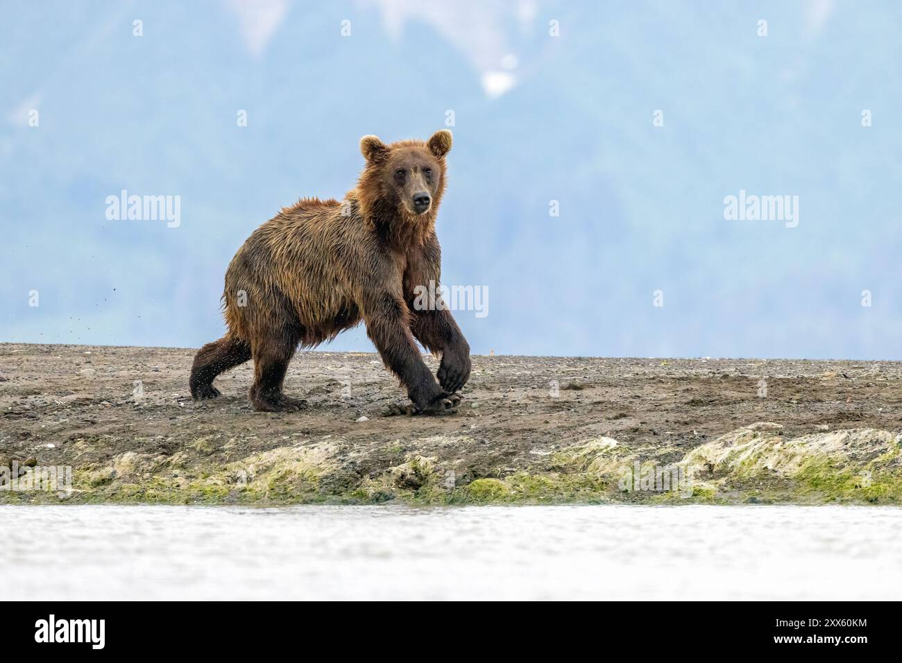 Coastal Brown Bear - Brown Bear Bay, Chinitna Bay, vicino al Lake Clark National Park and Preserve, Alaska Foto Stock