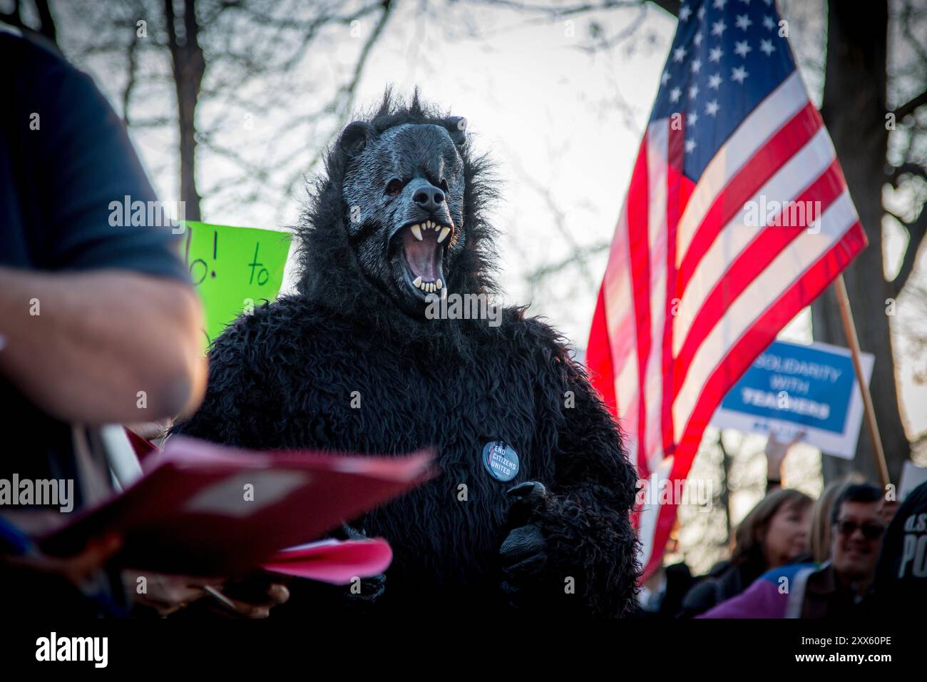 EN mann i bjørnekostyme protesterer utenfor senatet under debatten hvorvidt Betsy DeVos kan godkjennes som utdanningsminister. DeVos sa på senatshøringen at det var ok med våpen på skolene, fordi det av og til kunne dukke opp svartbjørn. Insegnanti, studenti, genitori e senatori protestano al di fuori dell'edificio Dirksen del Senato degli Stati Uniti nel tentativo di bloccare l'approvazione di Betsy DeVoe come nuovo Segretario dell'istruzione. Foto Stock