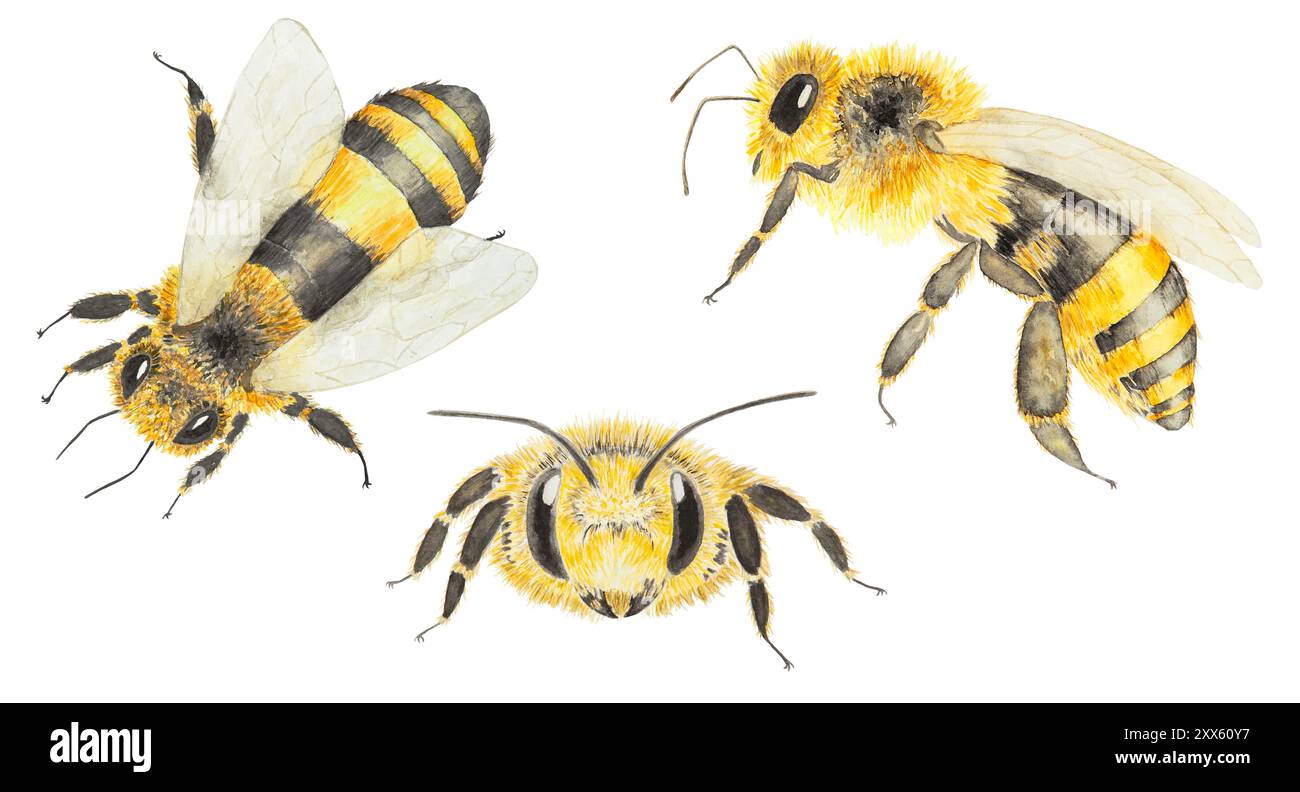 Api mellifere. Illustrazione disegnata a mano con acquerello. Isolata, ritagliare la clip art. Il disegno è adatto per stampe, adesivi e confezioni di prodotti apicoli Foto Stock