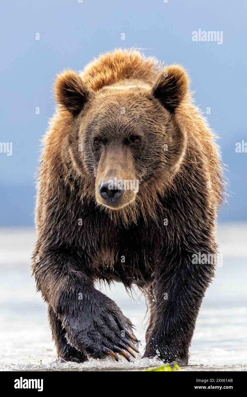Dirigiti verso la costa dell'orso bruno - Brown Bear Bay, Chinitna Bay, vicino al Lake Clark National Park and Preserve, Alaska Foto Stock