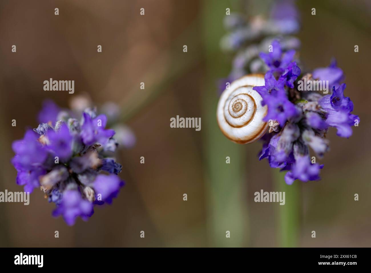 Lumaca da giardino bianca (Theba pisana) su una vera lavanda (Lavandula angustifolia) fiorisce in un campo. Campo di lavanda nel sud della Francia, Provenza. Foto Stock