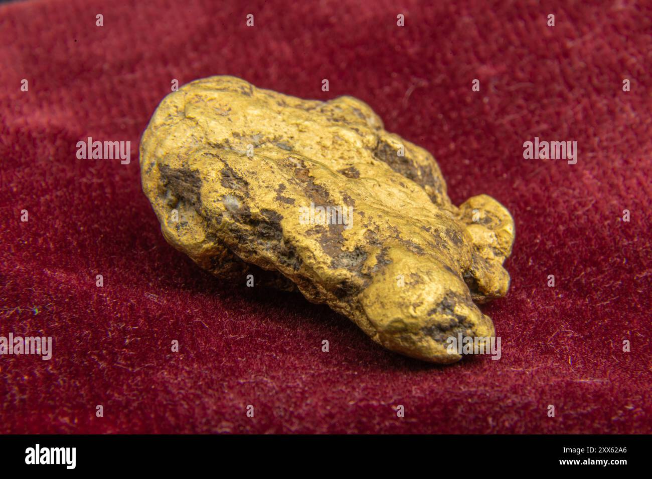 Una pepita d'oro naturale, vera e autentica, realizzata su sfondo rosso Bordeaux. Gioielli unici della natura. Foto Stock