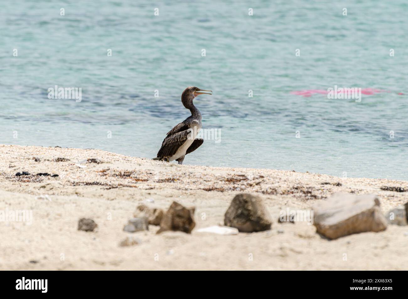 Cormorano sulla spiaggia, Dukhan, Qatar Foto Stock