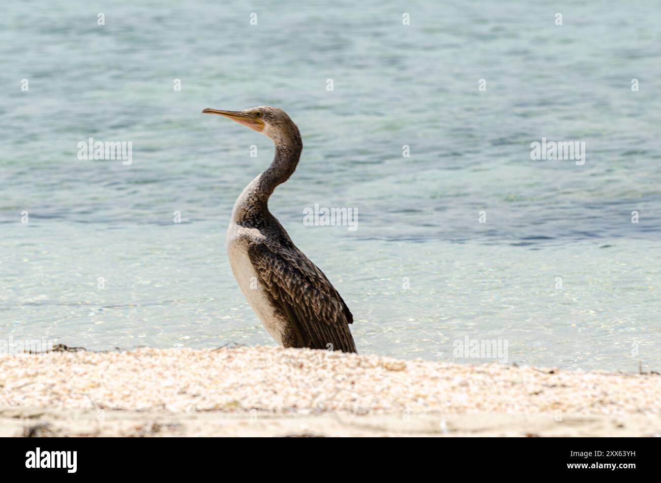 Cormorano sulla spiaggia, Dukhan, Qatar Foto Stock