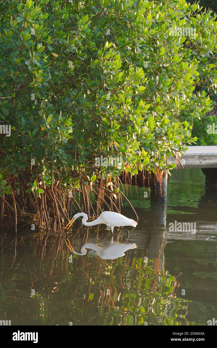 Grande e isolata egretta bianca in piedi nelle calme acque blu, piccola attracco per barche con riflessi posteriori del sole in acqua. Collo curvo rivolto verso sinistra. Foto Stock