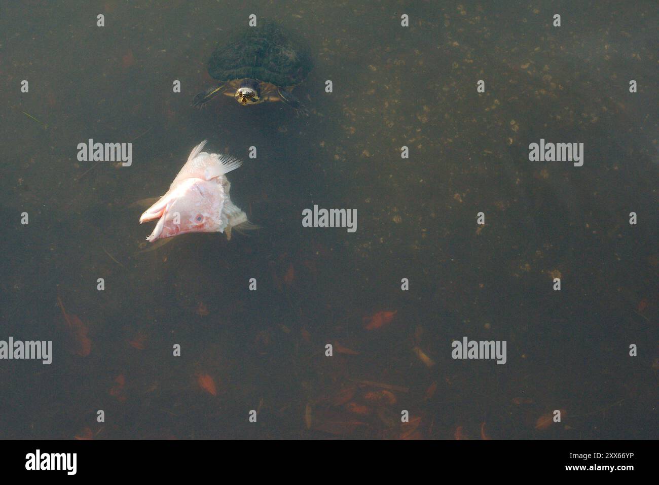 Vista dall'alto isolata della testa di un pesce rosso rosa tagliata che galleggia sulla sommità di acque calme. Si apre la testa della tartaruga. Riflessi del sole. Bocca aperta Foto Stock
