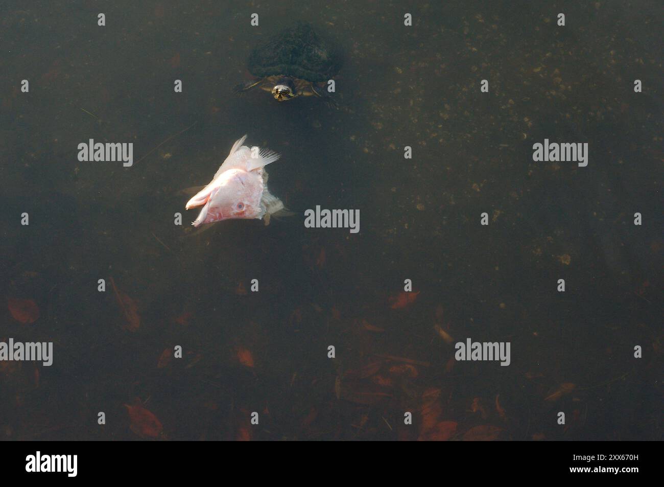 Vista dall'alto isolata della testa di un pesce rosso rosa tagliata che galleggia sulla sommità di acque calme. Si apre la testa della tartaruga. Riflessi del sole. Bocca aperta Foto Stock