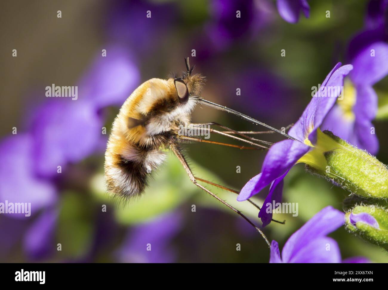 Grandi mosche di api, Bombylius Major, mosca di api Foto Stock
