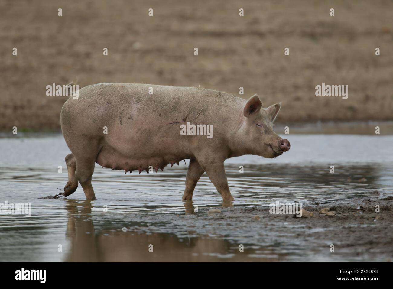 Suino (Sus scrofa domesticus) adulto in una pozza d'acqua nel campo agricolo, Inghilterra, Regno Unito, Europa Foto Stock