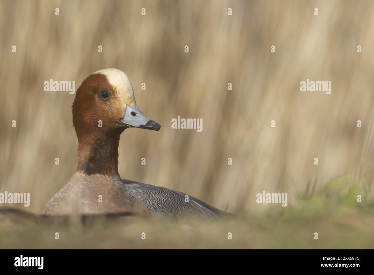 Anatra salice eurasiatica (Mareca penelope) ritratto della testa di uccello maschile adulto, Lincolnshire, Inghilterra, Regno Unito, Europa Foto Stock