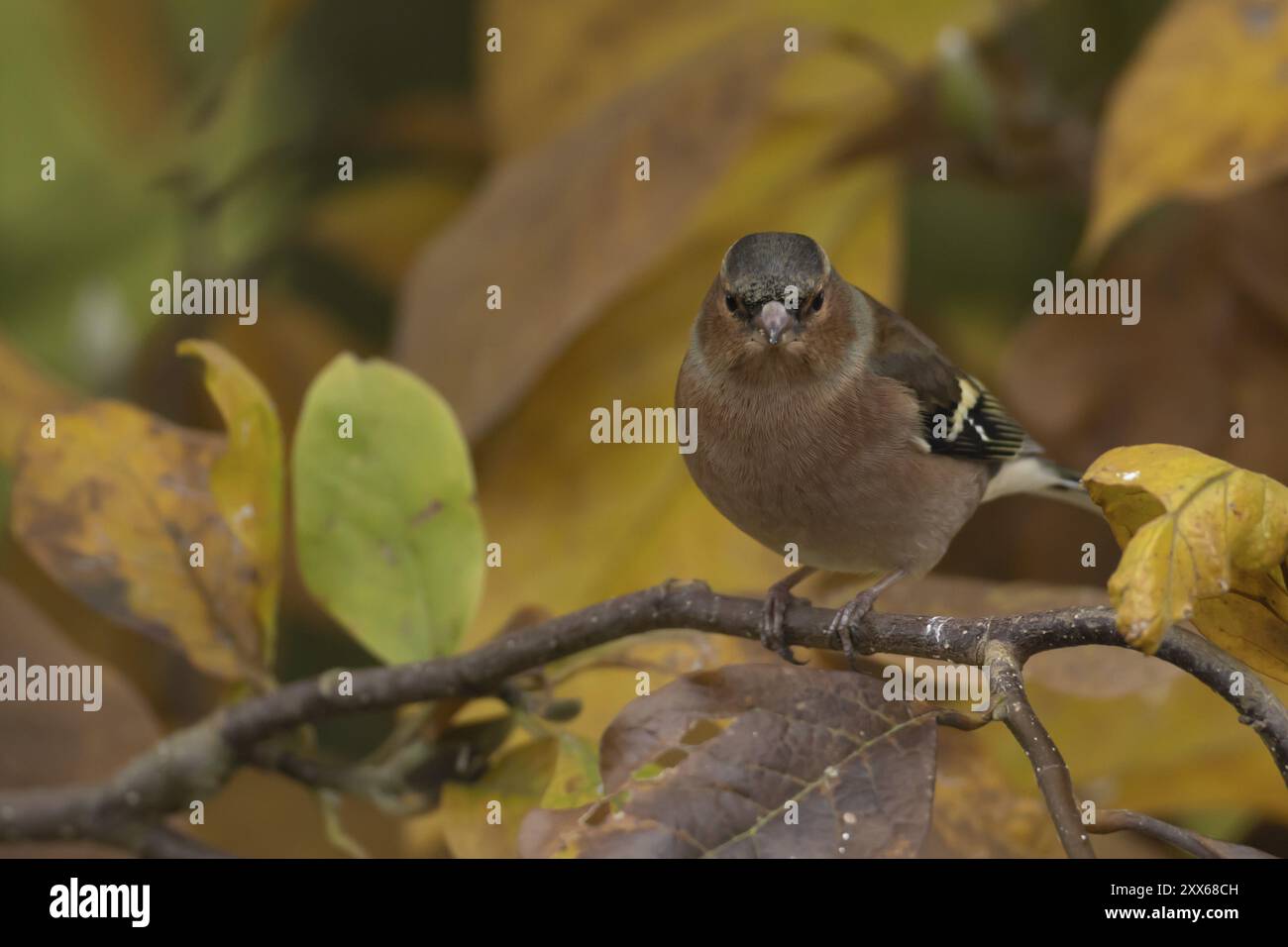 Zaffinch eurasiatico (Fringilla coelebs) uccello adulto tra le foglie autunnali di un albero di Magnolia da giardino in autunno, Suffolk, Inghilterra, Regno Unito, e Foto Stock