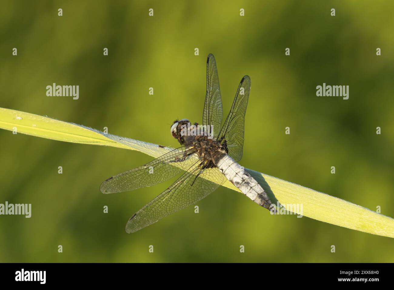 Insetto adulto (Libellula depressa) che riposa su una foglia di canne, Somerset, Inghilterra, Regno Unito, Europa Foto Stock