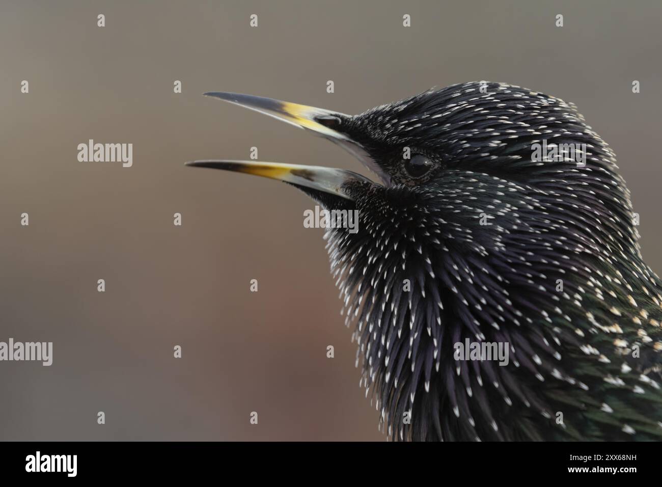 starling comune (Sturnus vulgaris) canto di uccelli adulti, Dorset, Inghilterra, Regno Unito, Europa Foto Stock