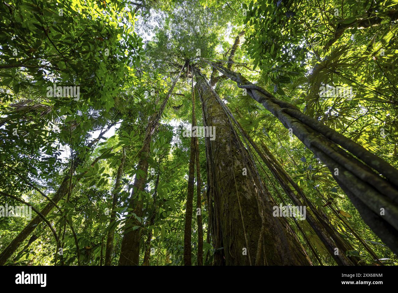 Vegetazione fitta nella foresta pluviale tropicale, radici di un fico strangolatore su un albero, vista verso l'alto, Parco Nazionale del Corcovado, osa, Provincia di Puntarena, costa Foto Stock